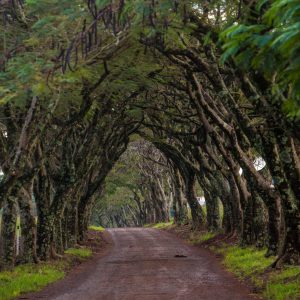 Conhecendo FÊNIX – PR